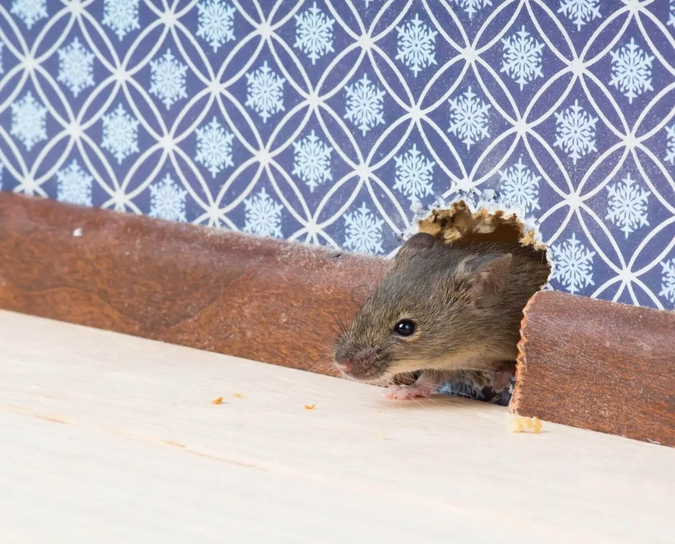 mouse gets into the room through a hole in the wall